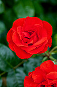 Rosa, rot