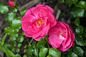 Rosa