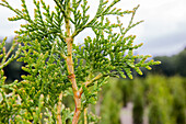 Thuja plicata 'Excelsa'