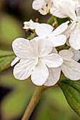 Viburnum plicatum 'Summer Snowflake
