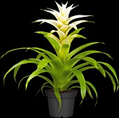 Guzmania 'Deseo', weiß