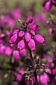 Erica cinerea