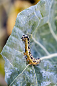 Pieris brassicae