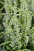 Calluna vulgaris 'Darts Parrot'