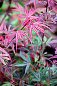 Acer palmatum 'Shaina'