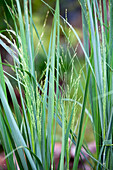 Panicum virgatum 'Northwind'