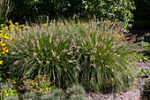 Pennisetum alopecuroides 'Hamelin