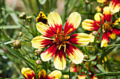 Coreopsis verticillata 'Bengal Tiger'