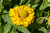 Helenium, yellow