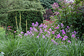 Phlox, Poaceae, Echinacea