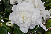 Begonia elatior, white