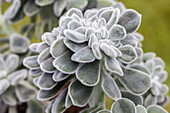 Echeveria pulvinata