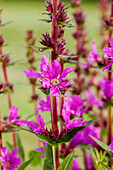 Lythrum salicaria, pink