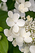 Hydrangea macrophylla, weiße Tellerblüten