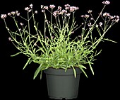 Verbena bonariensis