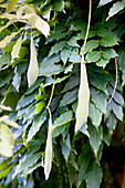 Wisteria sinensis