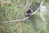 Pinus contorta