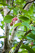 Magnolia x 'Laura' soulangiana