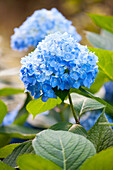 Hydrangea macrophylla, blue