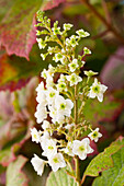 Hydrangea quercifolia 'Hovaria® Quercifolia'