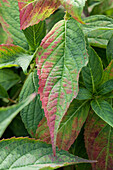 Hydrangea macrophylla