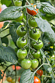 Solanum lycopersicum 'Rubin Pearl F1'