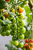 Solanum lycopersicum 'Ruby Pearl F1'