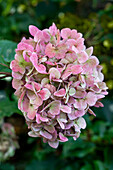 Hydrangea macrophylla