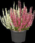 Calluna vulgaris Twingirls®