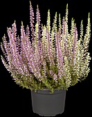 Calluna vulgaris Twingirls®