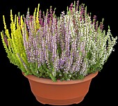 Calluna vulgaris Quattro-Girls®