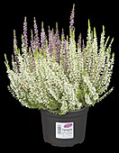 Calluna vulgaris Twingirls®