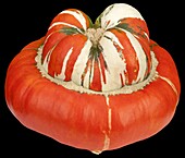 Cucurbita maxima 'Bishop's mitre'.