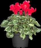 Cyclamen persicum 'Super Serie'®