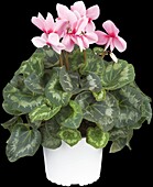 Cyclamen persicum 'Super Serie'®