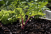 Beta vulgaris var. cicla