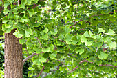 Ginkgo biloba