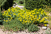 Achillea