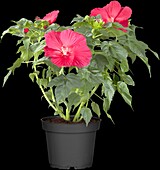 Hibiscus rosa-sinensis, red