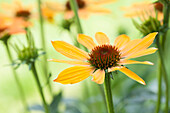 Echinacea purpurea, yellow