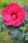 Hibiscus rosa-sinensis, rot