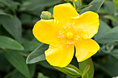 Hypericum patulum Hidcote