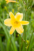 Hemerocallis Autumn Prince