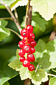 Ribes rubrum