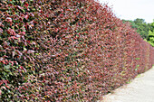 Fagus sylvatica 'Atropurpurea'.