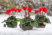 Cyclamen 'Midi Wella'