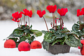 Cyclamen 'Midi Wella'