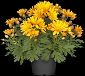 Chrysanthemum 'Pemba Gold'(s)