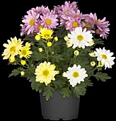 Chrysanthemum 'Pemba Mix'(s)