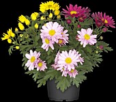 Chrysanthemum 'Pemba Mix'(s)